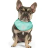 GF Pet Ice Band mellem