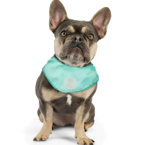 GF Pet Ice Band mellem